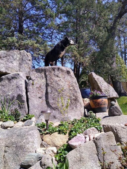 Sleeping Wolf Guest House Oakhurst Exteriér fotografie